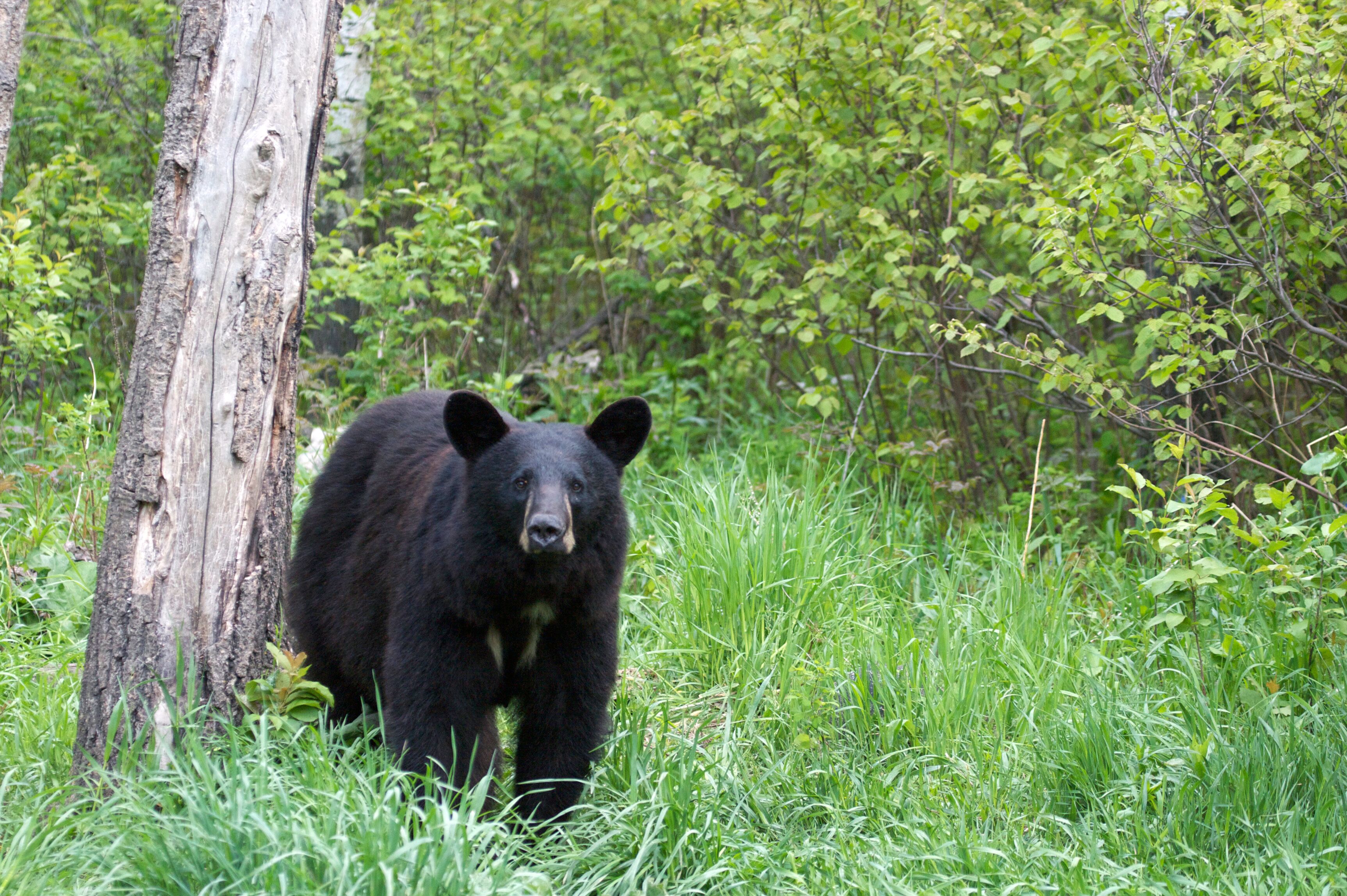 Black Bear, Big Five Safari, Canada