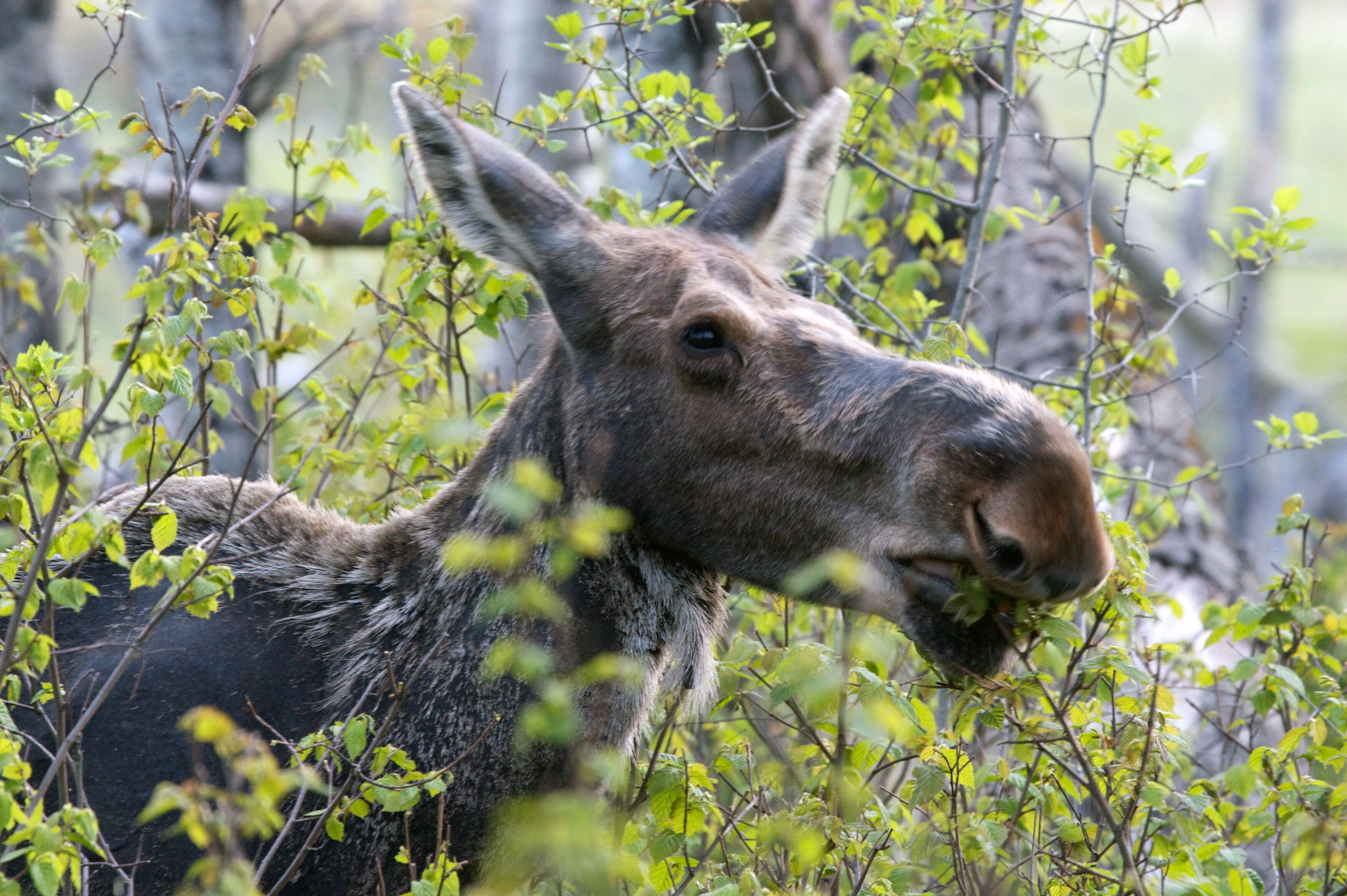 Moose, Close Up