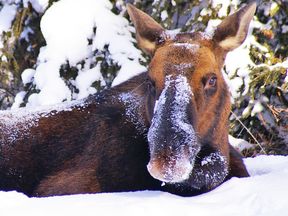 Jasper Wildlife Discovery Tour, Alberta