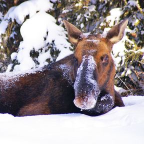 Jasper Wildlife Discovery Tour, Alberta