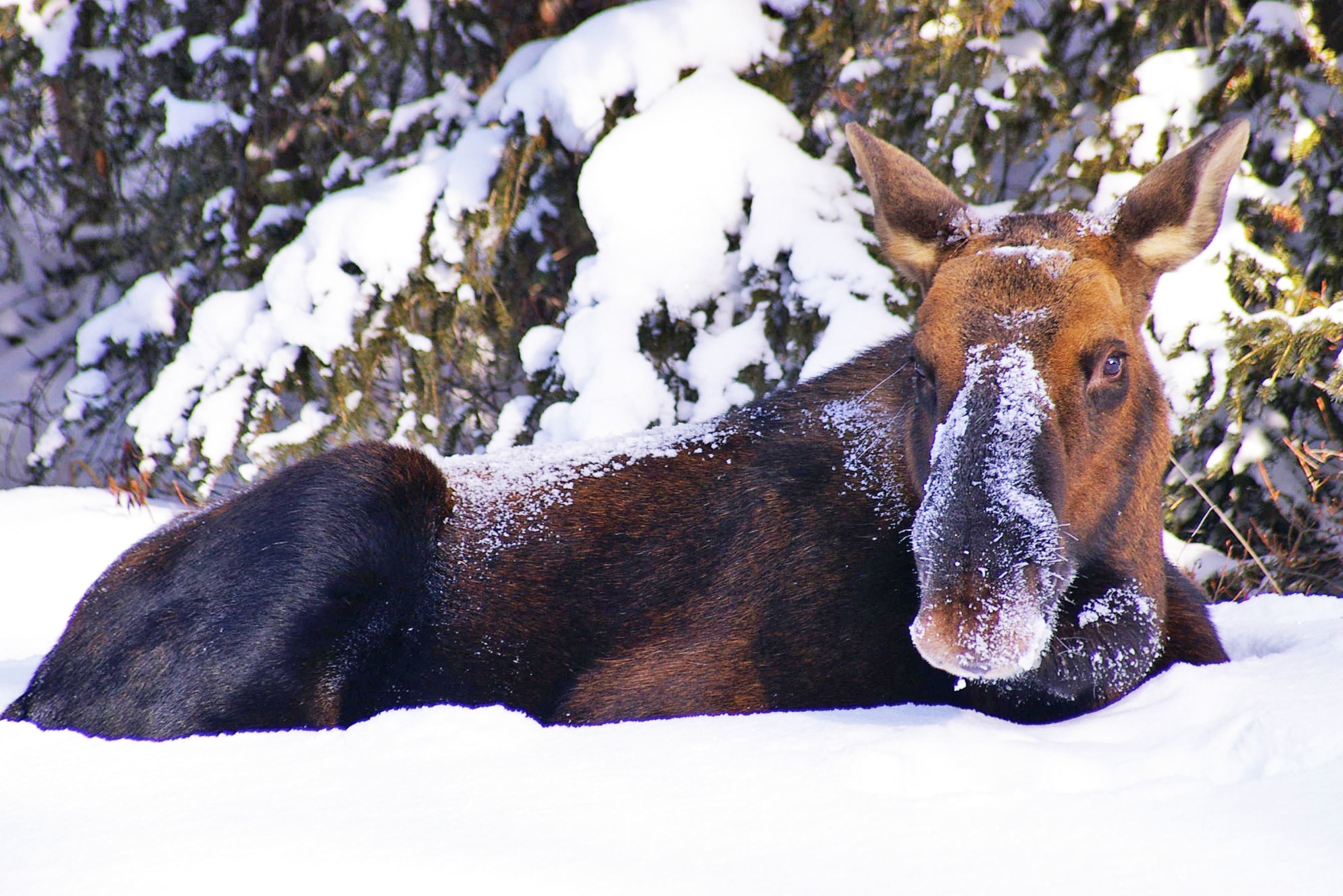 Jasper Wildlife Discovery Tour, Alberta