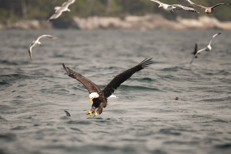 Seeadler bei Port Hardy