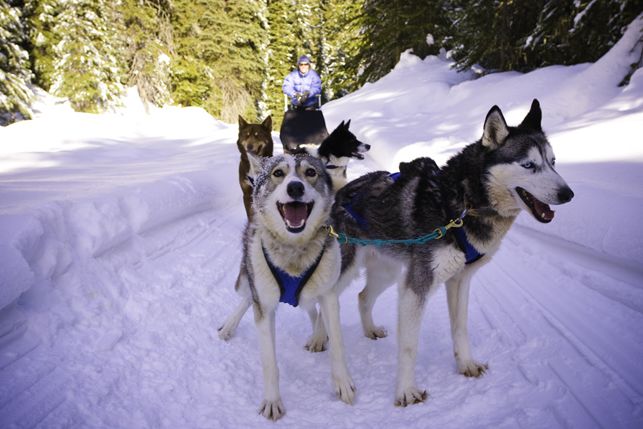 Hundeschlitten-Tour durch Sun Peaks, British Columbia