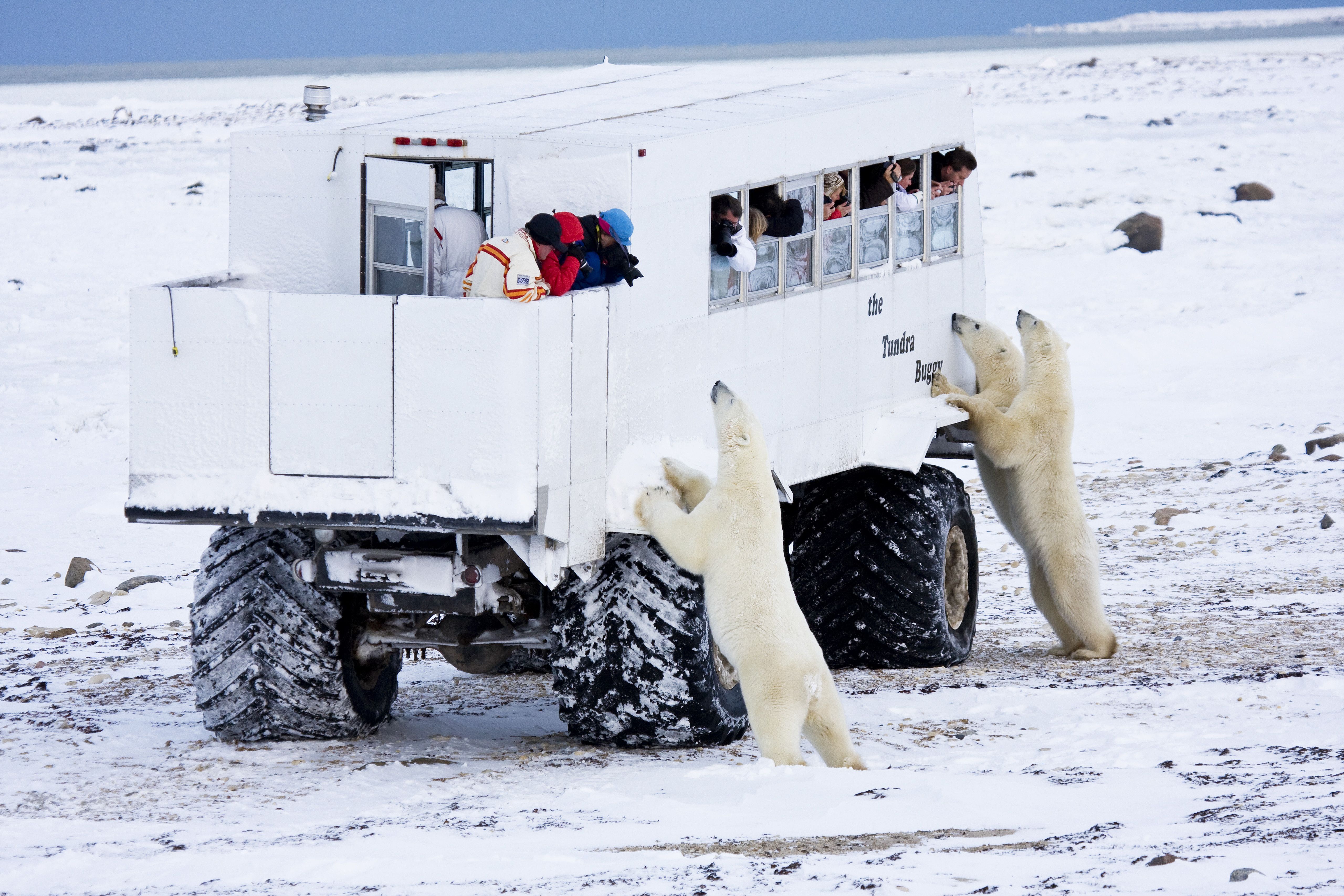 Eisbaeren am TUndra Buggy