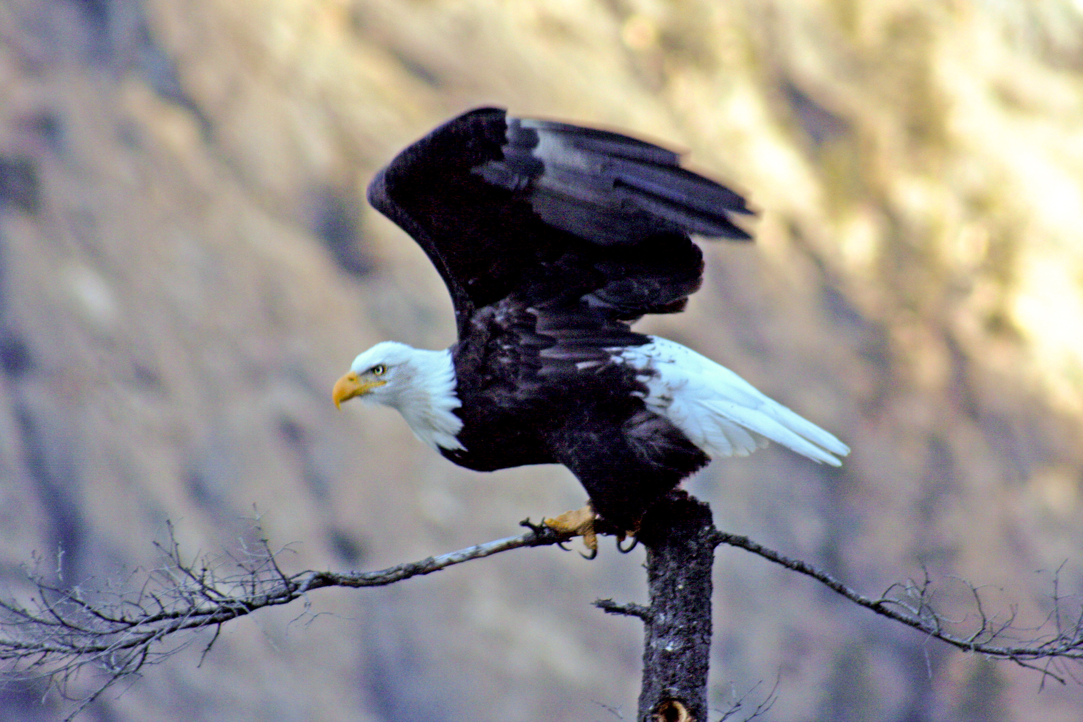 Sichtung eines Adlers auf einem Ausflug in den Wells Gray Provincial Park in British Columbia