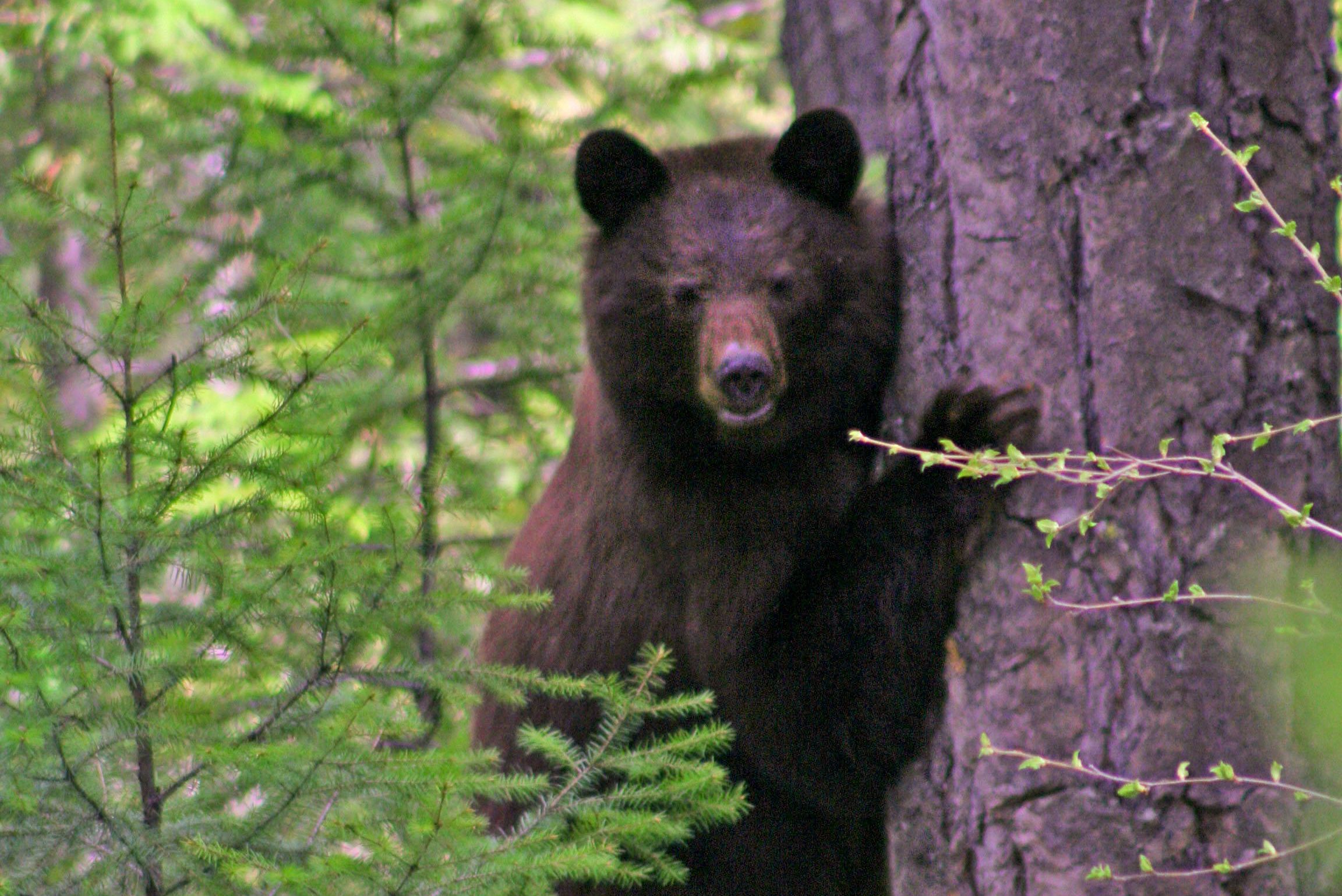 Sichtung eines Bären auf einem Ausflug durch den Wells Gray Provincial Park in British Columbia
