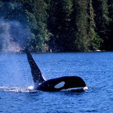 ausflug/walbeobachtung/orca-tofino.cr1569x1569-416x5 ausflug/walbeobachtung/orca-tofino.cr1569x1569-416x5