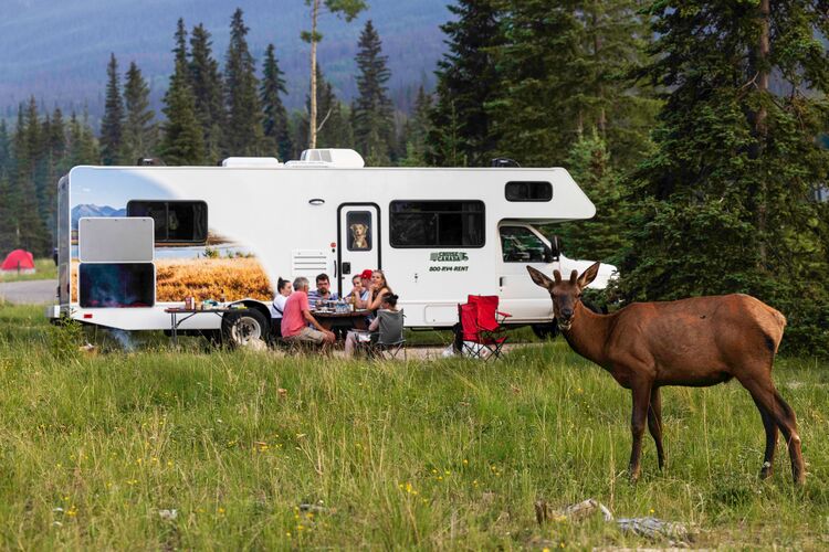 Wildlife Begegnung beim Camping in Jasper