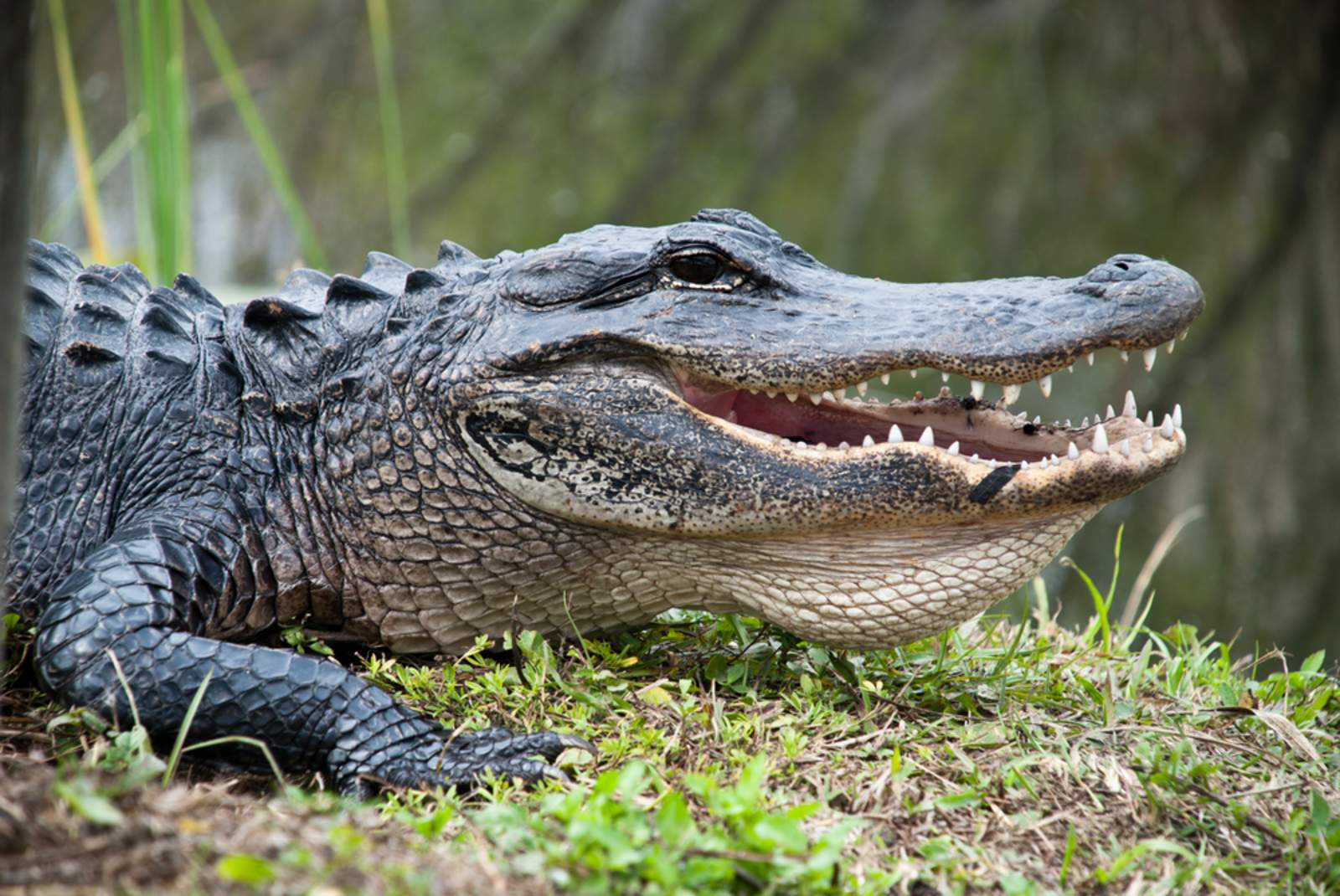 What Kind Of Animals Live In The Everglades