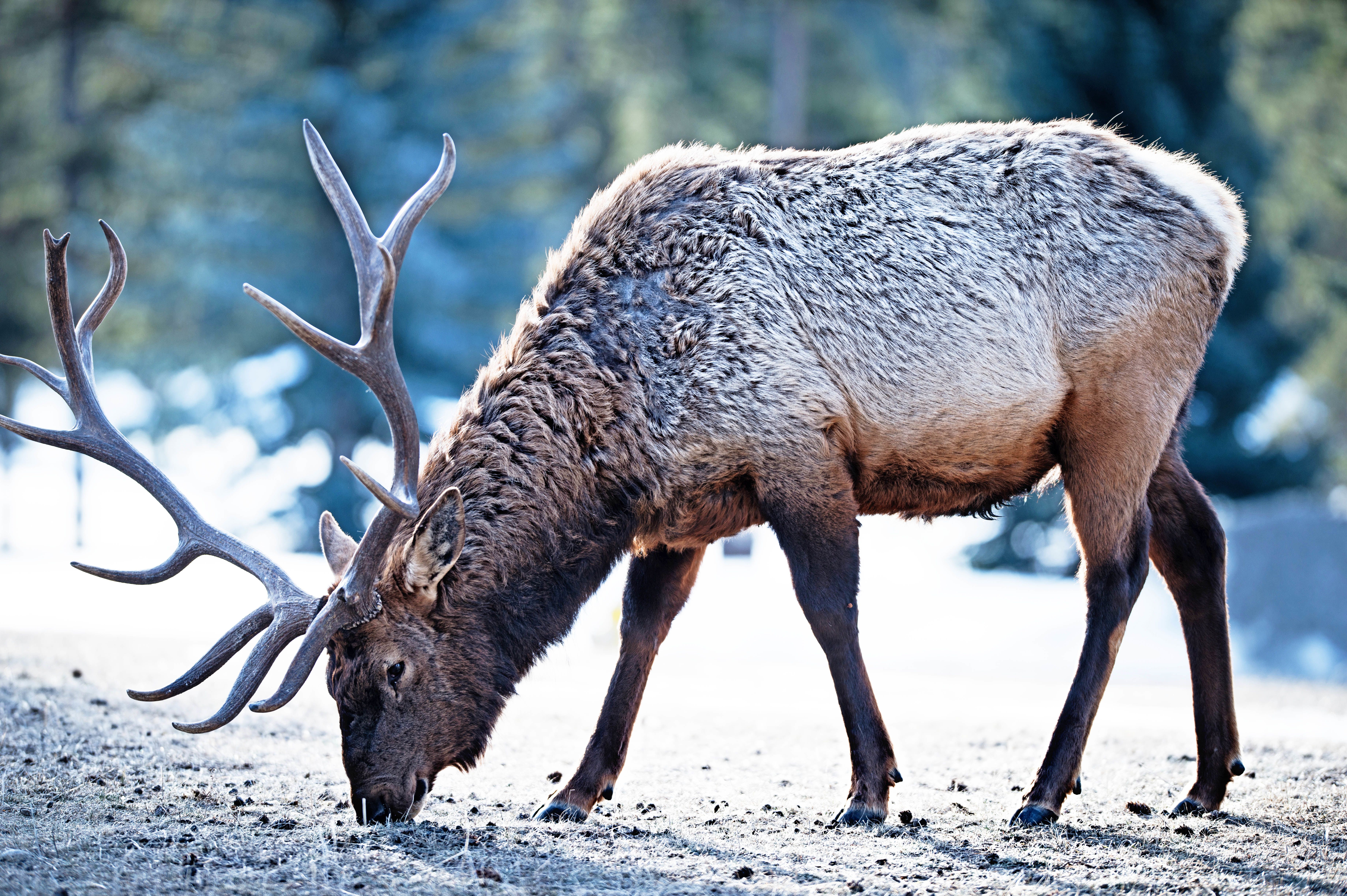 Hirsch bei der Fairmont Jasper Park Lodge, Alberta