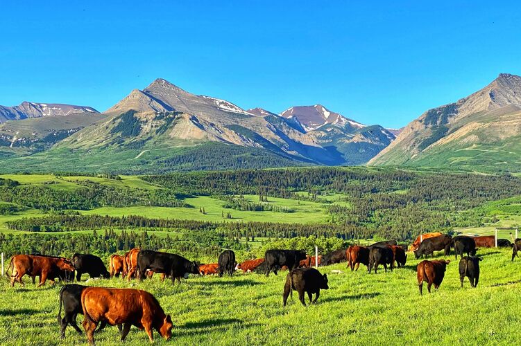 Rinderweiden der Thanksgving Ranch Rinderweiden der Thanksgving Ranch