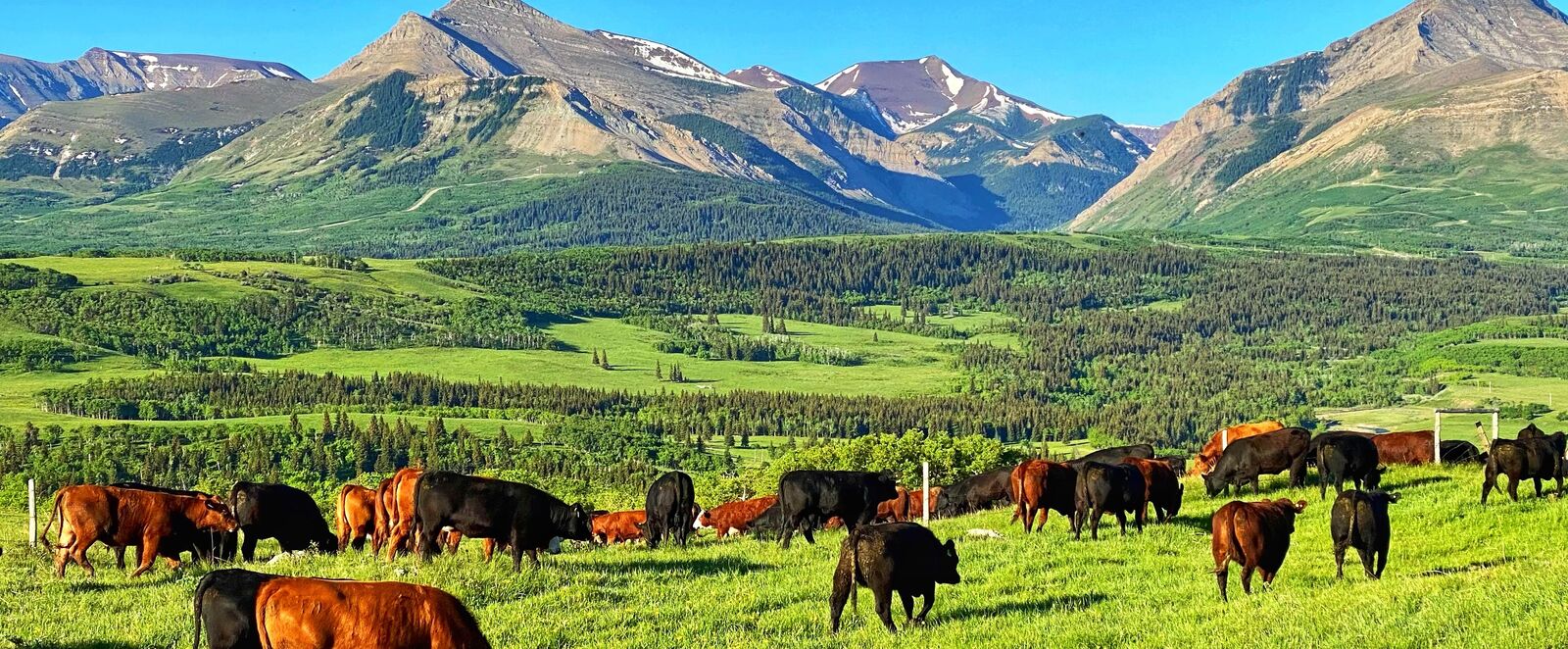Rinderweiden der Thanksgving Ranch