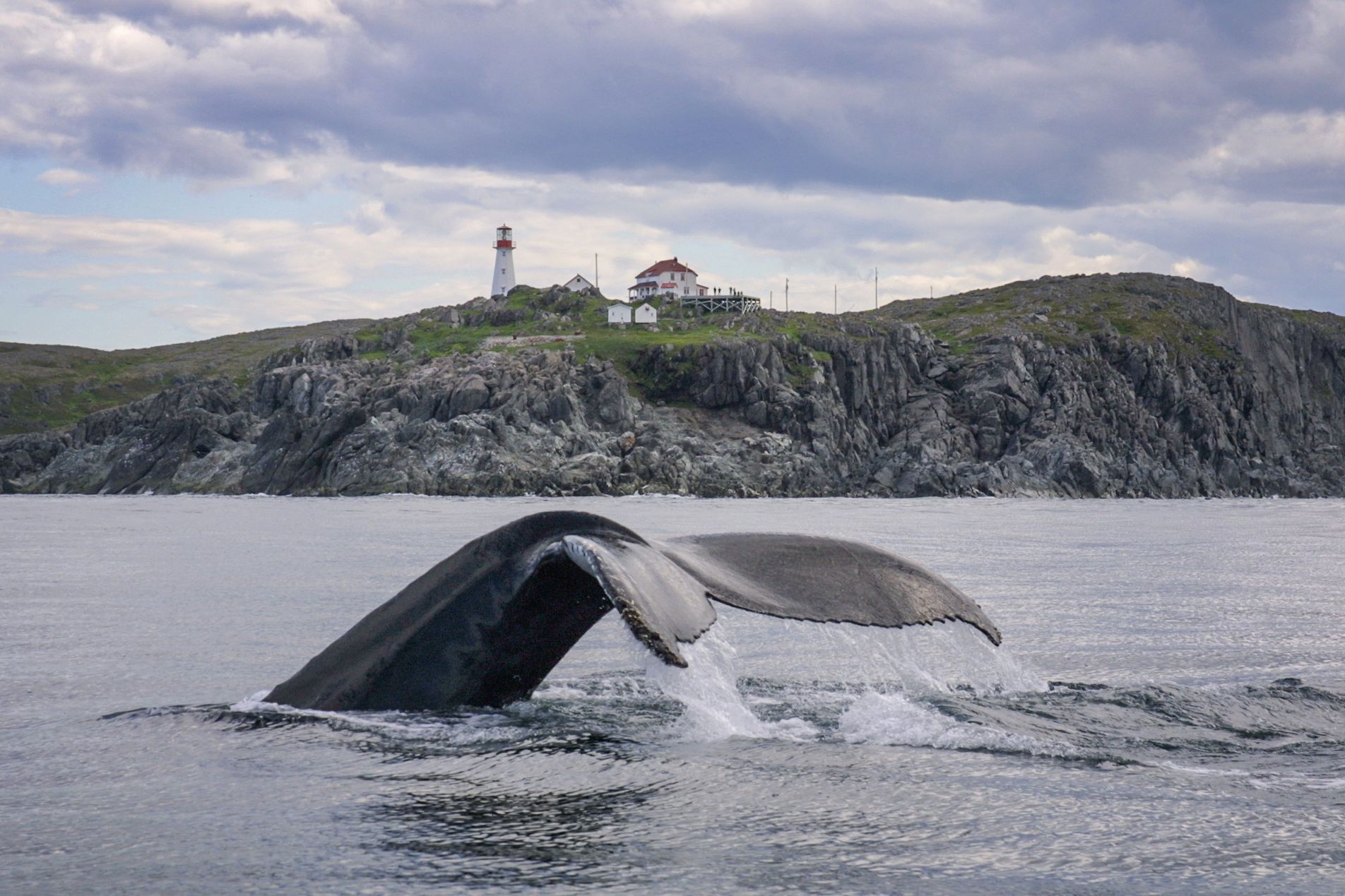 Ein Buckelwal an der KÃ¼ste des Quirpon Island Inn