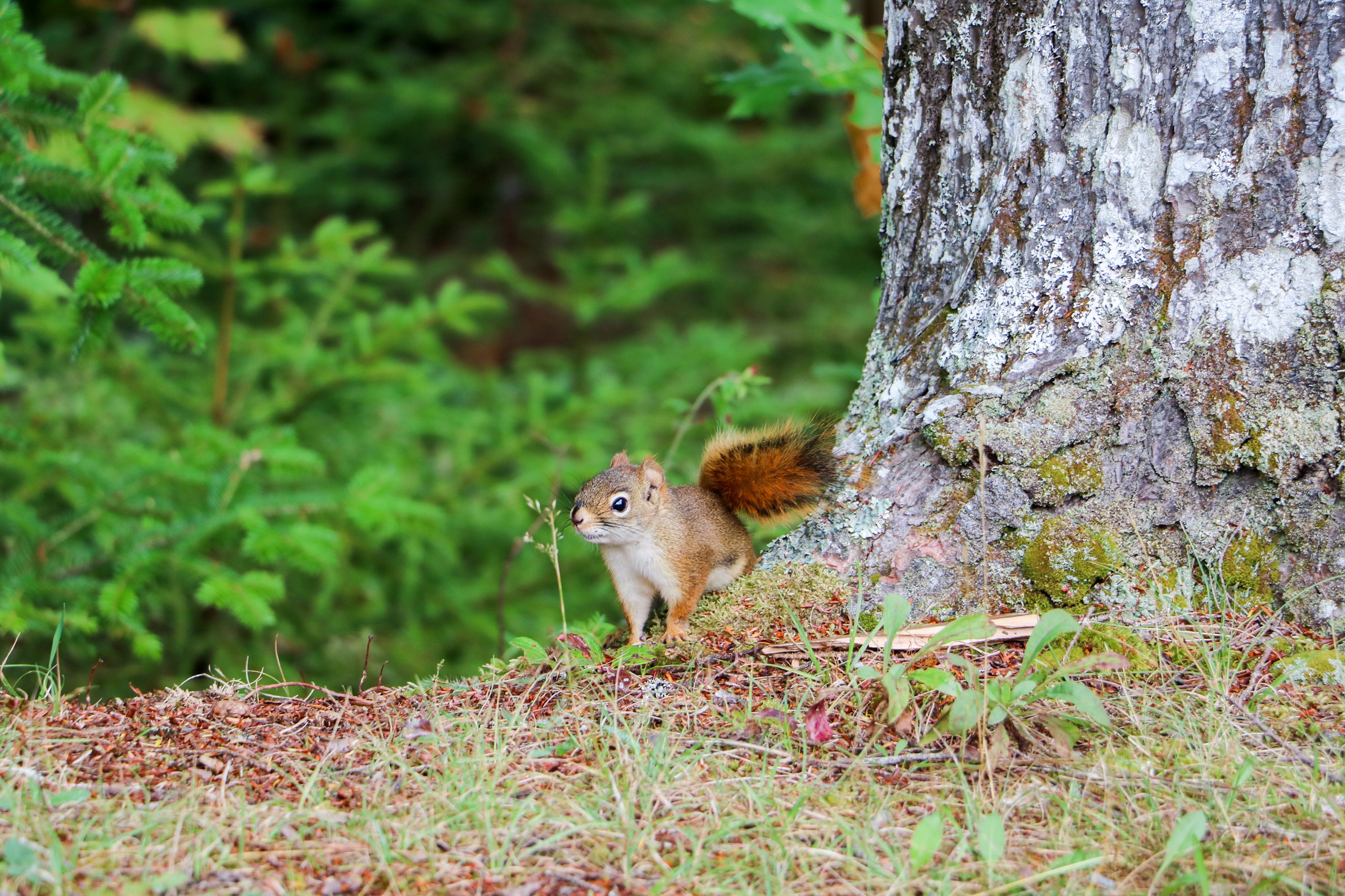 EichhÃ¶rnchen bei den Mersey River Chalets