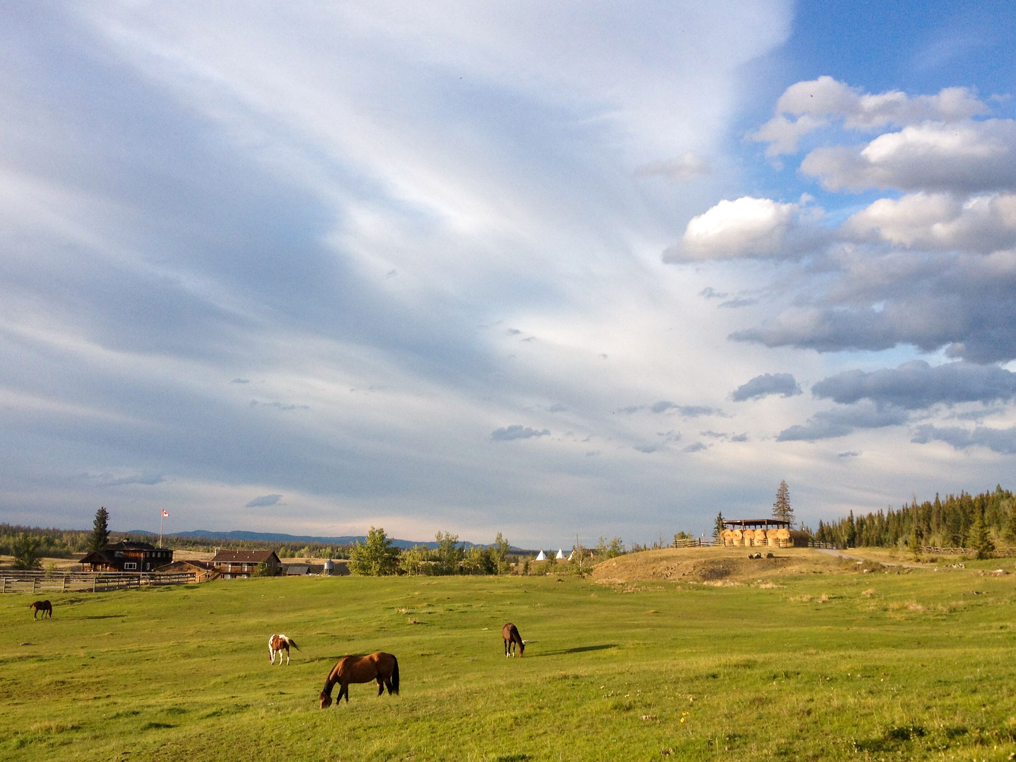 Grasende Pferde auf der Big Bar Guest Ranch in Clinton, British Columbia