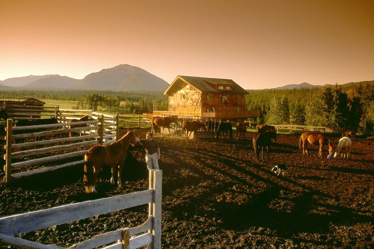 Pferde auf der Ranch
