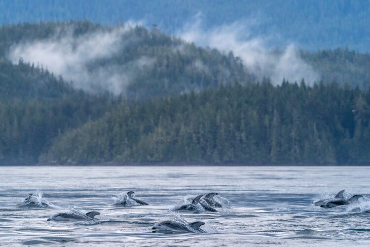 Delfine im Wasser am Farewell Harbour Lodge in British Columbia