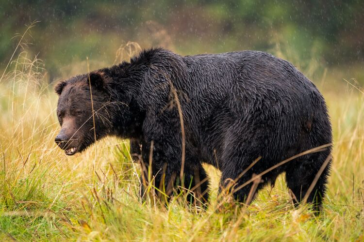 Grizzly Bären in freier Wildbahn sehen am Farewell Harbour Lodge in British Columbia
