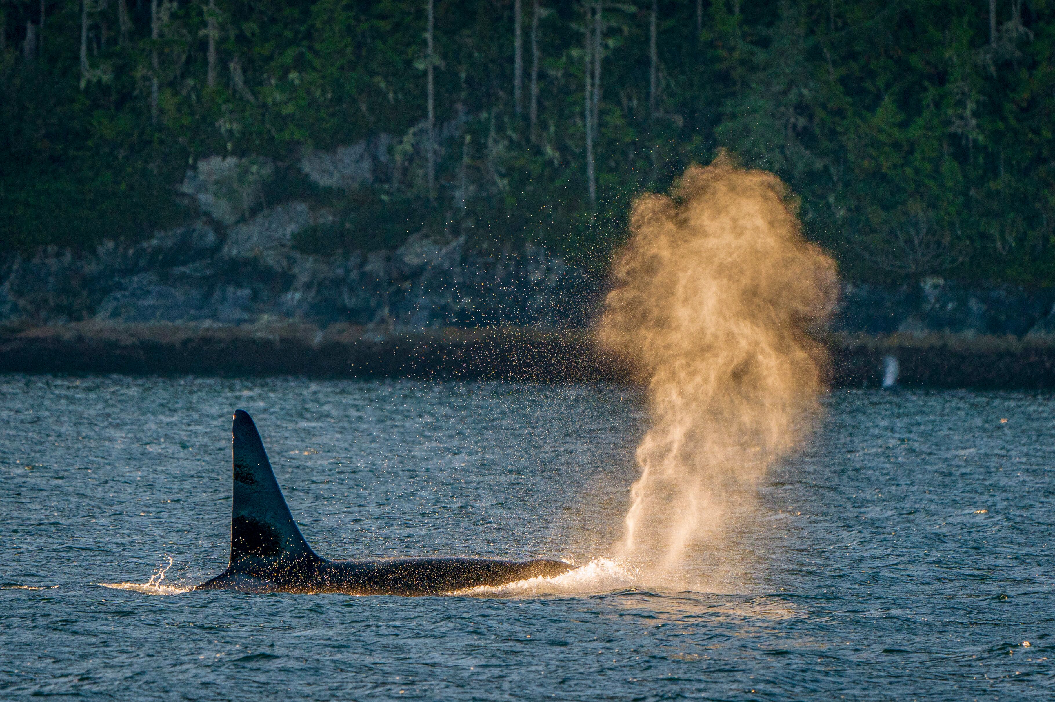 Schwertwal im Wasser entdecken am Farewell Harbour Lodge in British Columbia