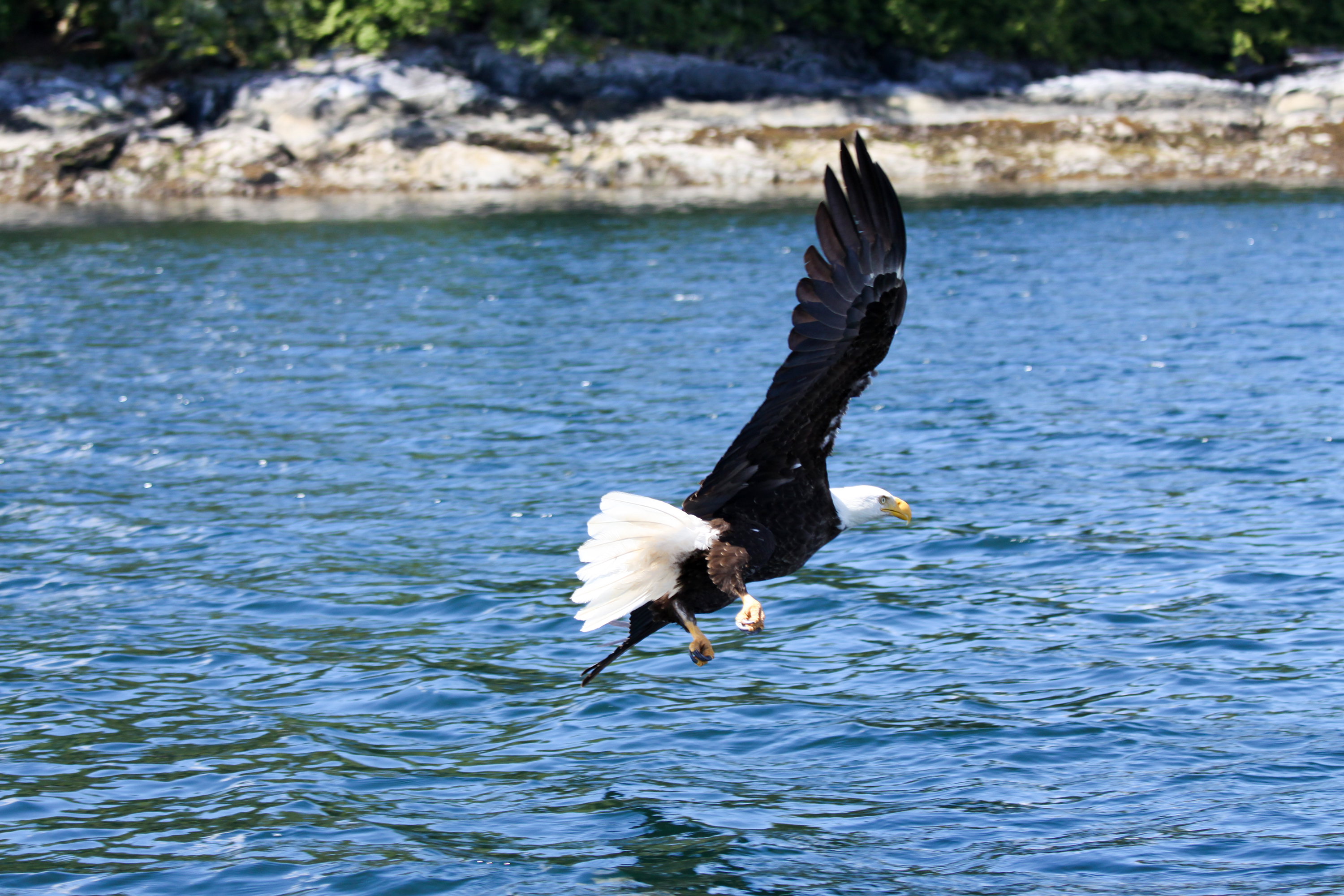 Tierbeobachtung im Shearwater Resort