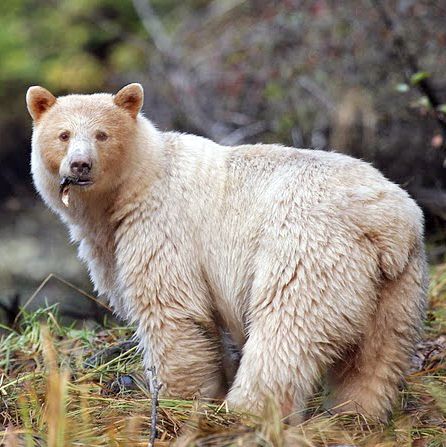 Baer an der Spirit Bear Lodge