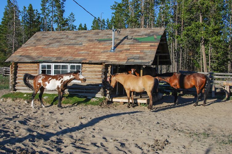 Pferde der Terra Nostra Guest Ranch in Kleena Kleene