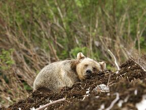 Ein erschÃ¶pfter BÃ¤r in der Umgebung der Spirit Bear Lodge in Klemtu, British Columbia