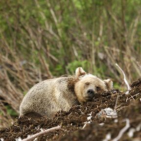 Ein erschÃ¶pfter BÃ¤r in der Umgebung der Spirit Bear Lodge in Klemtu, British Columbia