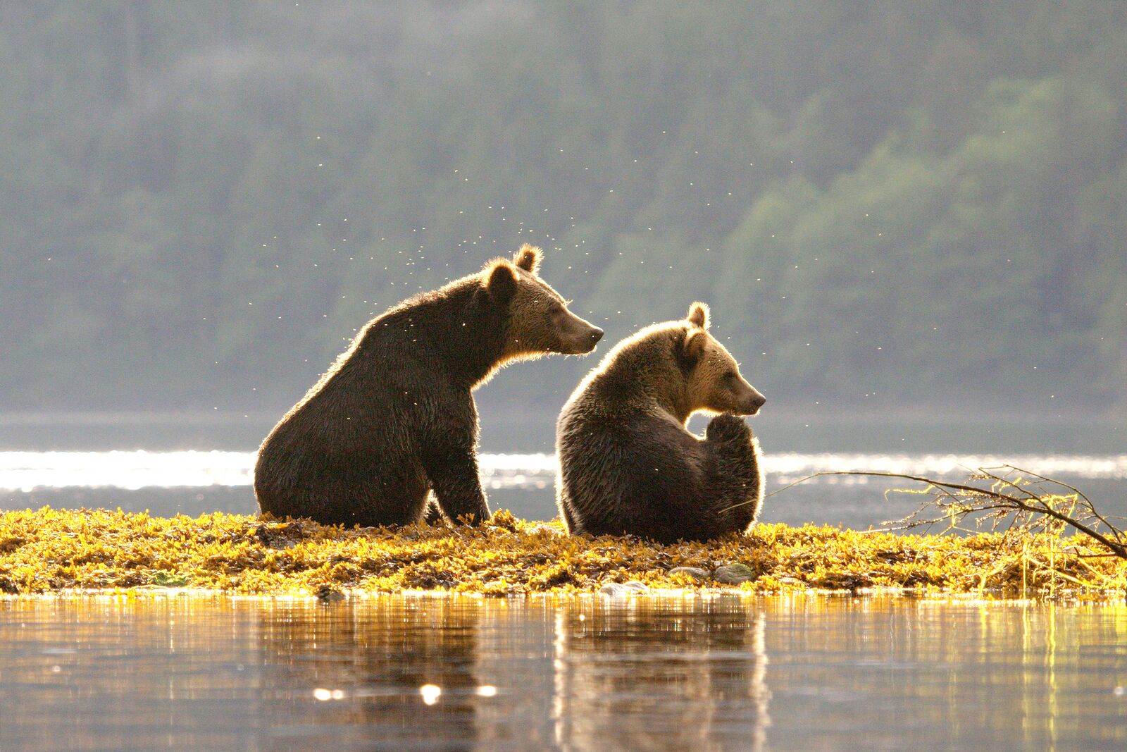 Zwei BÃ¤ren genieÃŸen die Ruhe in der Umgebung der Spirit Bear Lodge in Klemtu, British Columbia