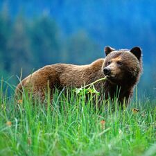 hotel/kanada/britishcolumbia/smith-inlet/great-bear-lodge/bear-meadow.cr3517x3514-596x0