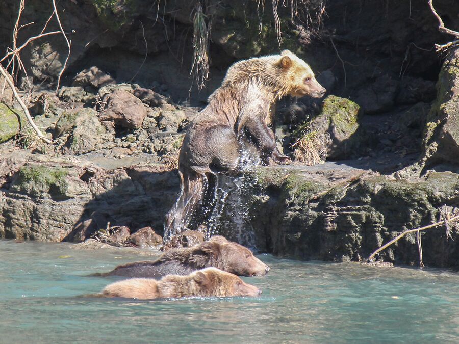 BÃ¤r nahe der Homfray Lodge am Desolation Sound