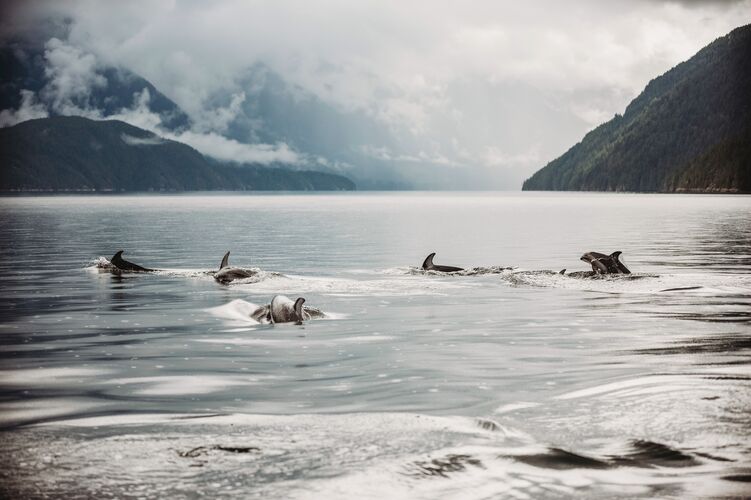 Wunderschöne Delfinbeobachtung im Klahoose Wilderness Resort in Sunshine Coast British Columbia unternehmen