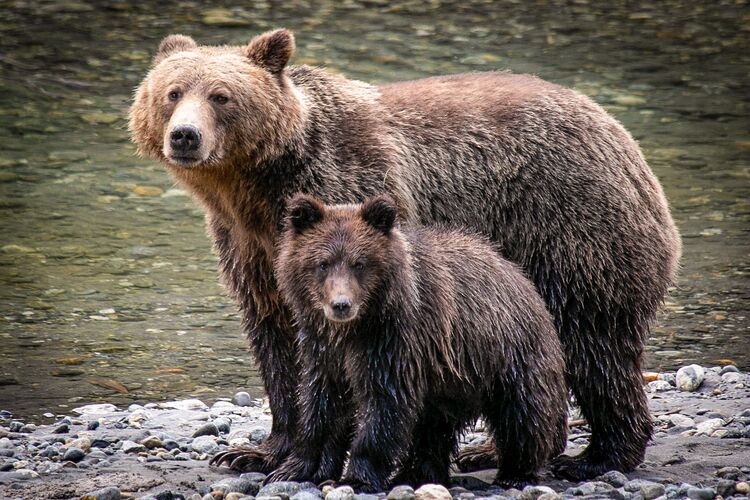 Grizzly Bären in freier Wildnis im Klahoose Resort in British Columbia hautnah erleben