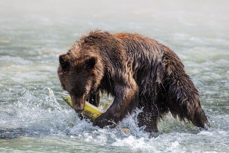 Grizzlys beim Fische fangen hautnah erleben im Klahoose Wilderness Resort in British Columbia