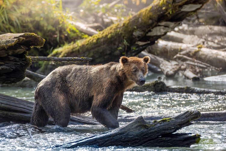 Grizzlys in freier Wildbahn im Klahoose Wilderness Resort in British Columbia entdecken