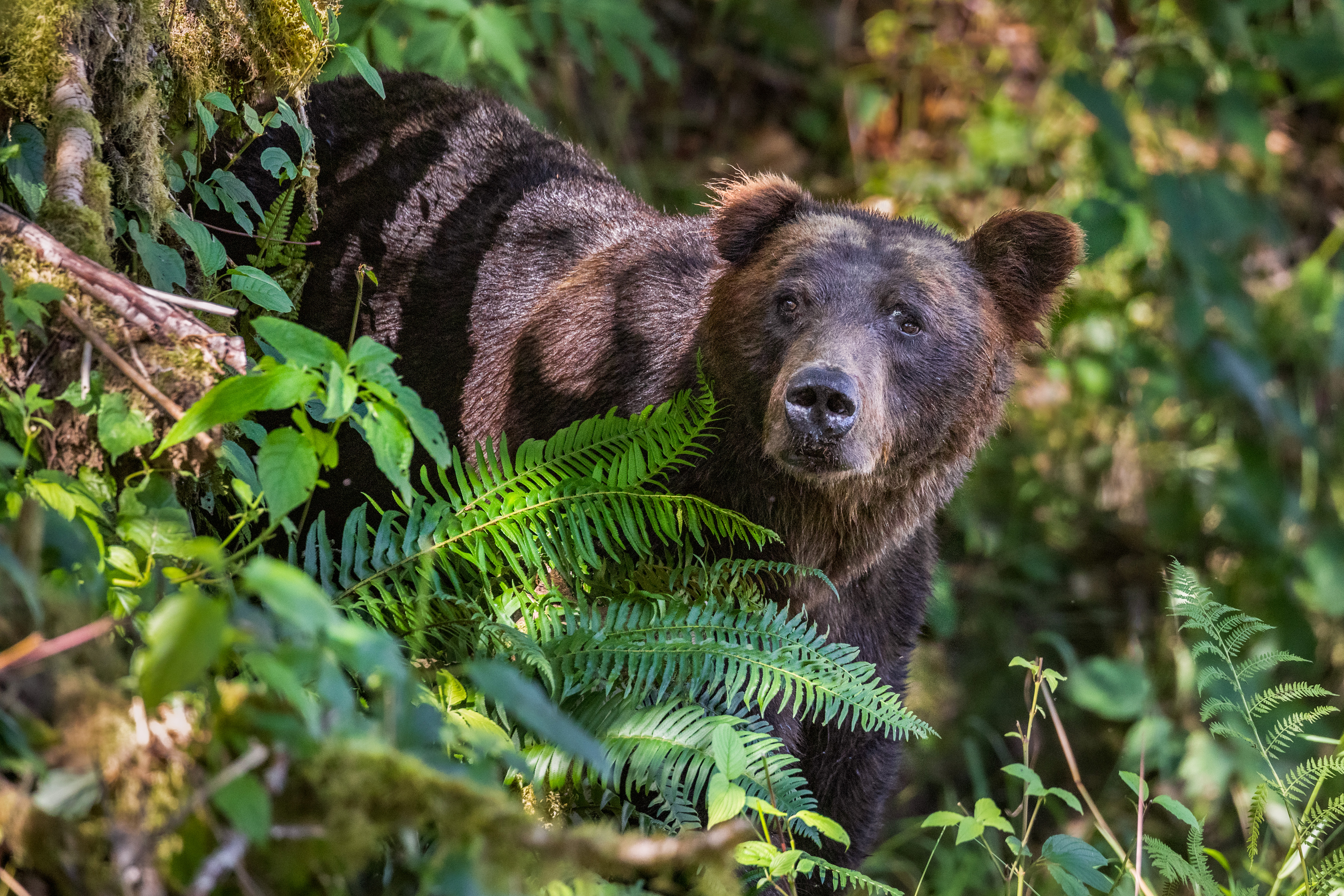 Ein Grizzly am Toba Inlet beim Klahoose Wilderness Resort an der Sunshine Coast in British Columbia