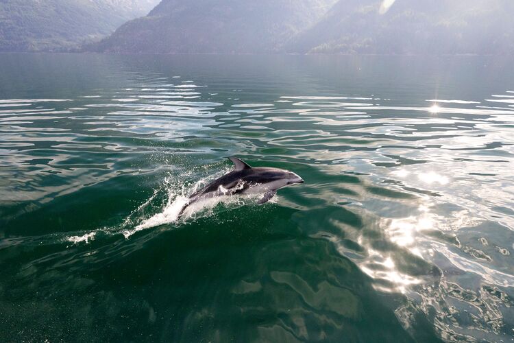 Orcas im Wasser im Klahoose Resort in British Columbia erleben