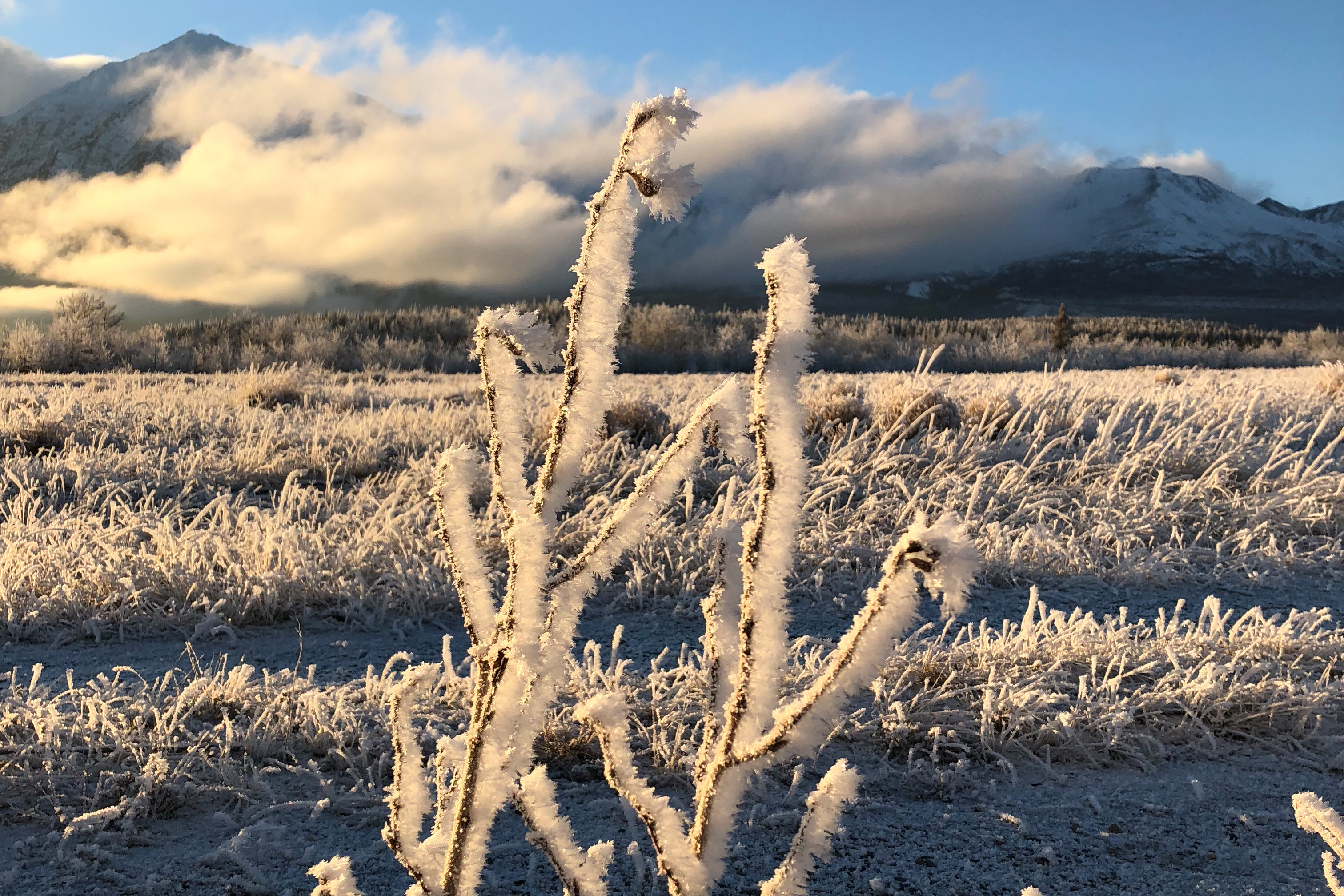 Beeindruckende Natur in Haines Junction, Yukon