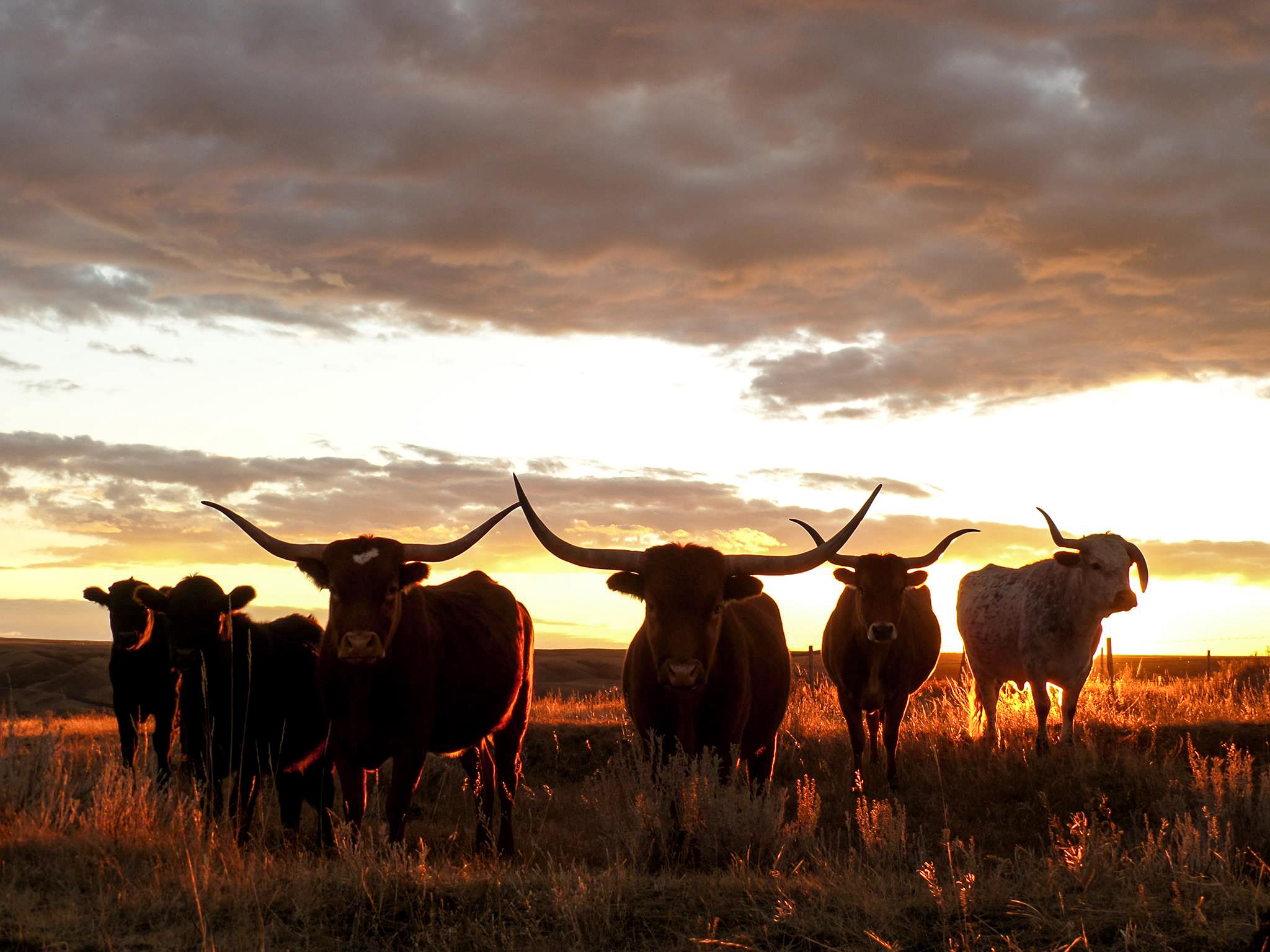 Natur pur - Die Umgebung der "La Reata Ranch" in Kyle, Saskatchewan
