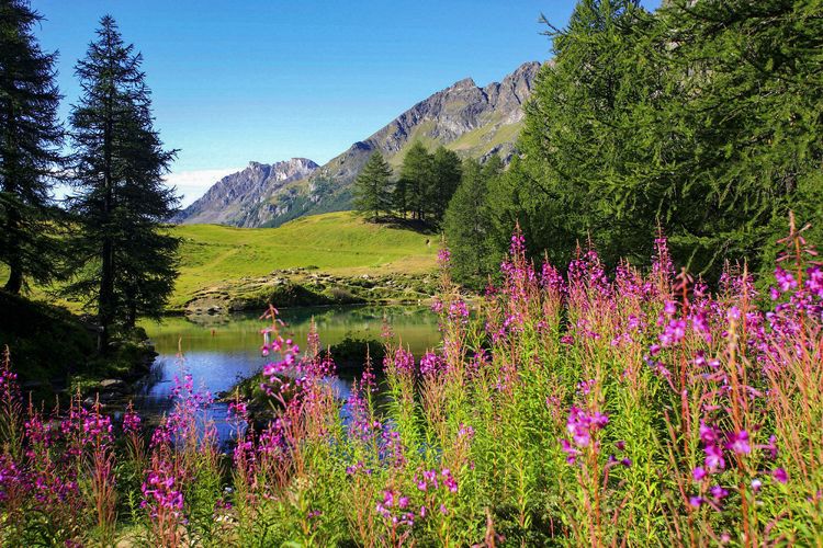 Fireweed Blumen vor einem Bergpanorama beim Crowne Plaza Anchorage-Midtown in Anchorage, Alaska