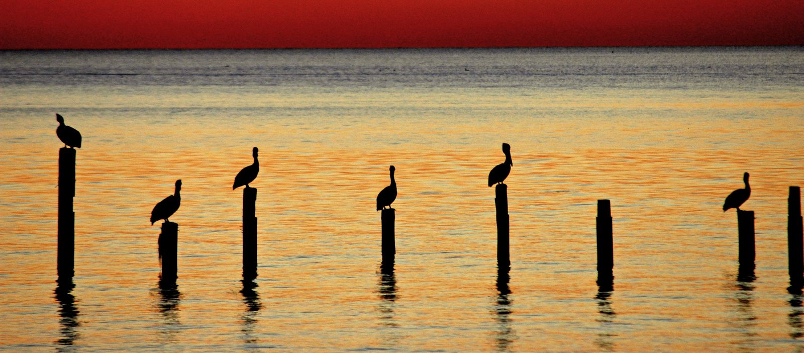 Pelikane an der Kueste vor Biloxi