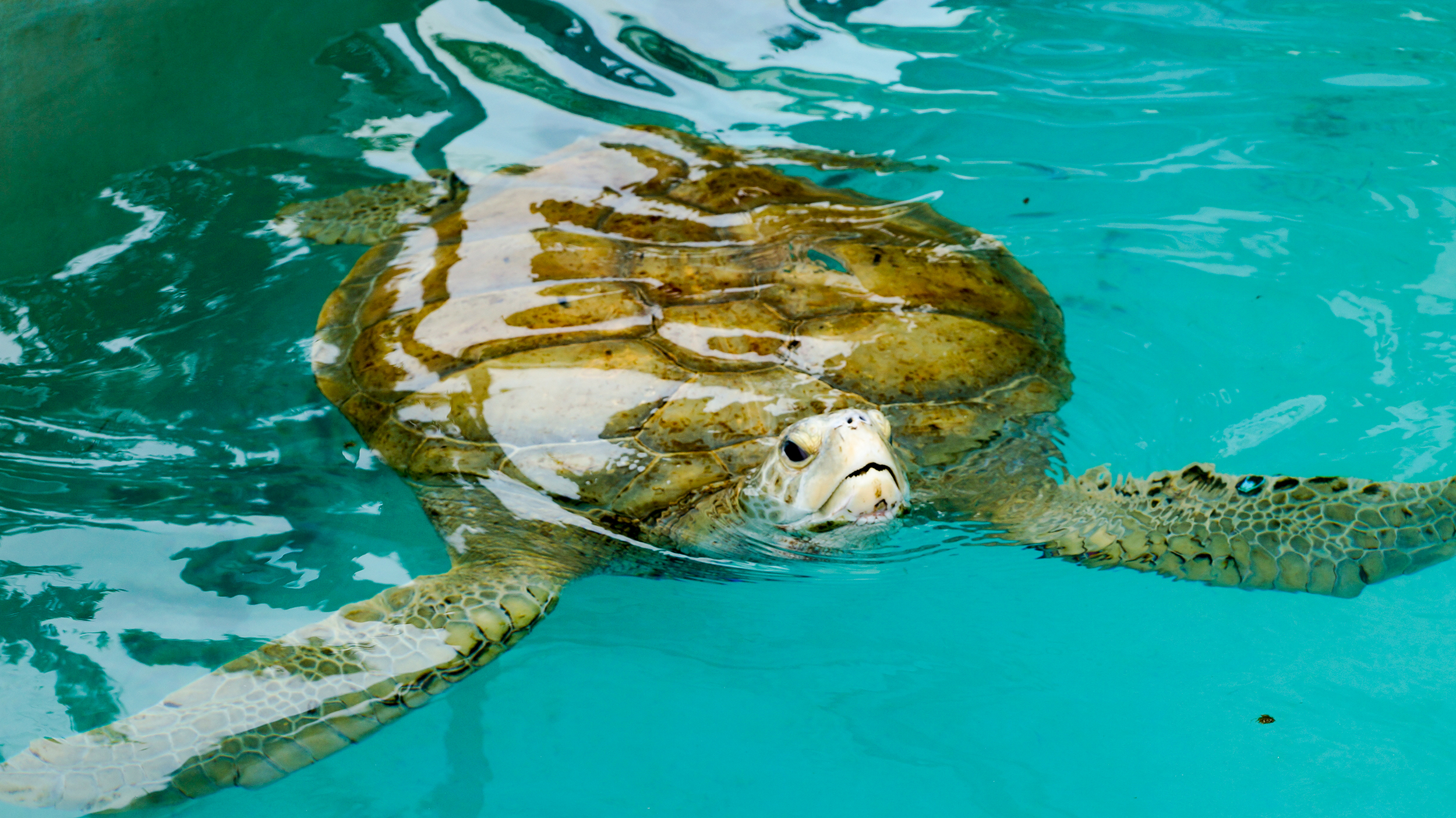 SchildkrÃ¶te im Bermuda Aquarium, Museum und Zoo