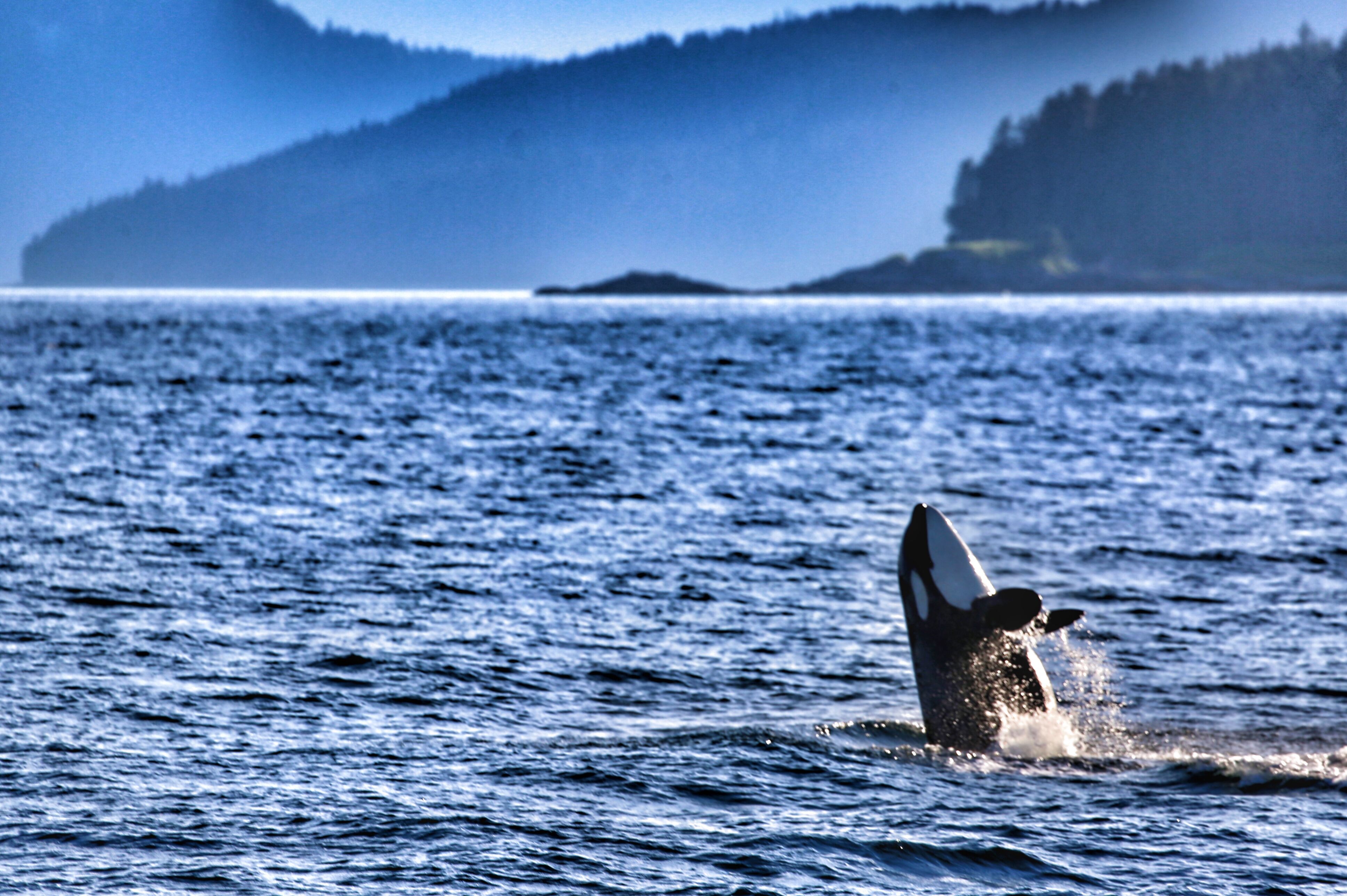 Whale Watching in Juneau
