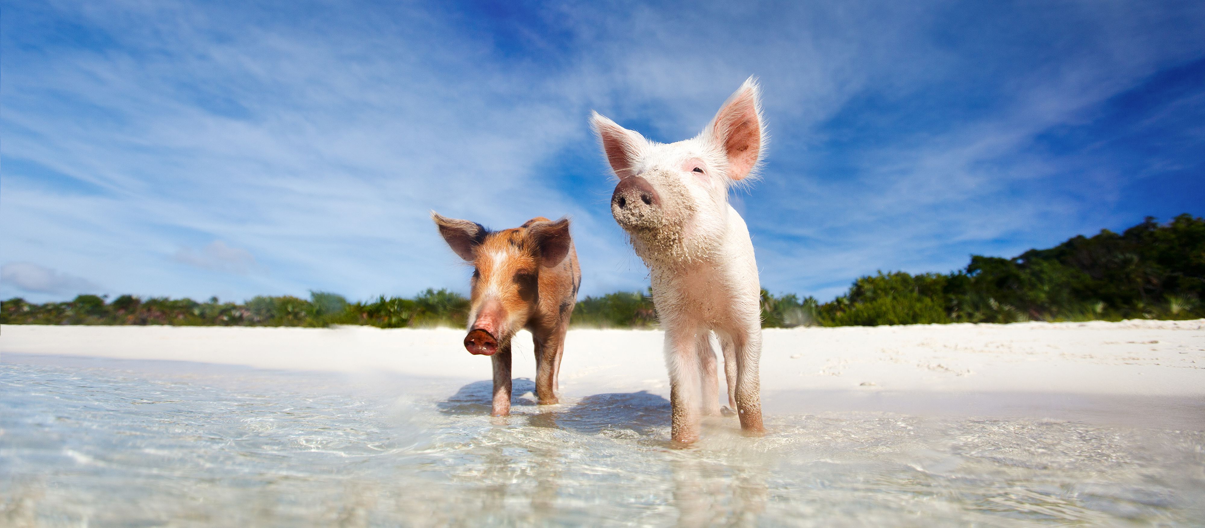 Schwimmende Schweine am Strand