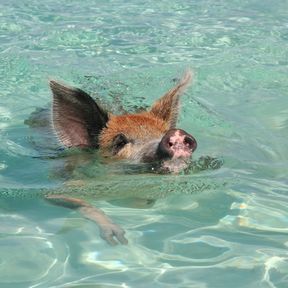 Ein schwimmendes Schwein auf den Bahamas