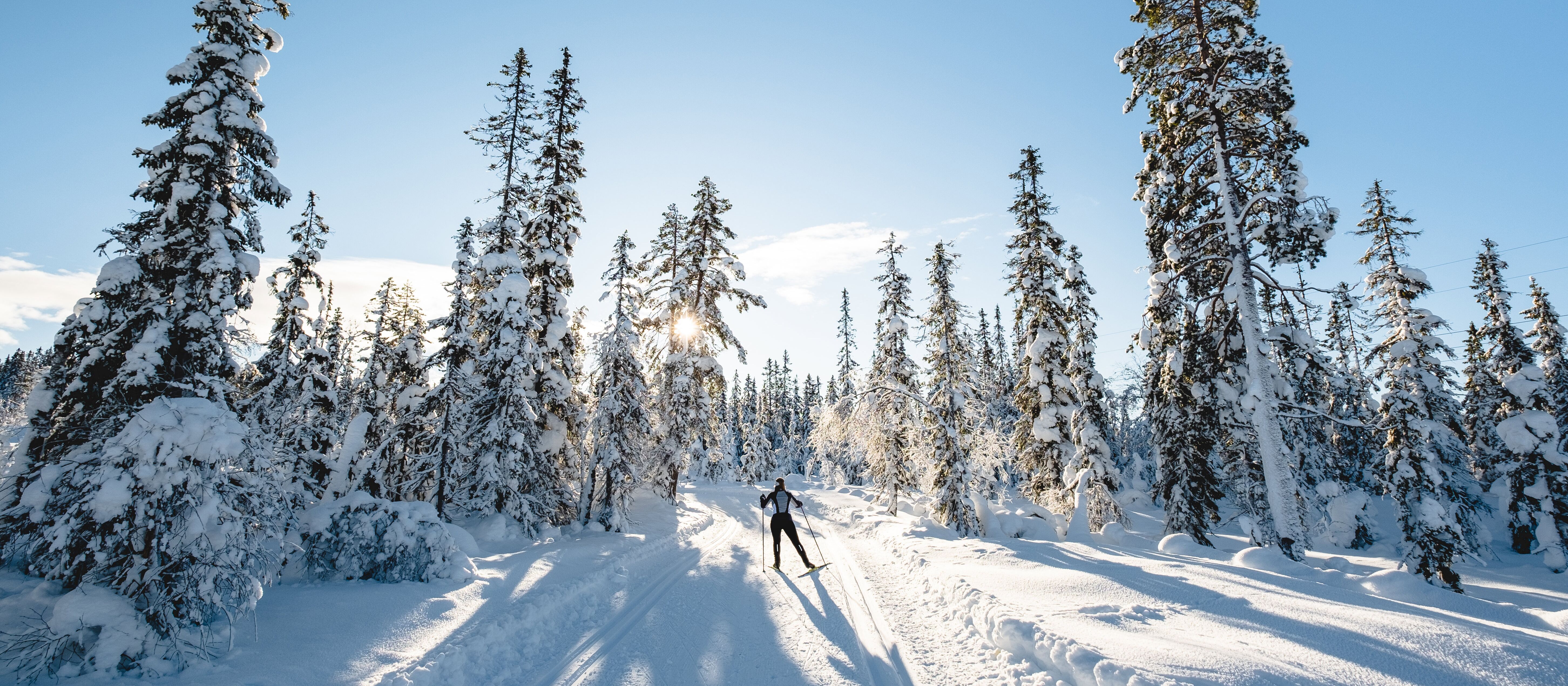 Ski-Langläuferin im Winterwald