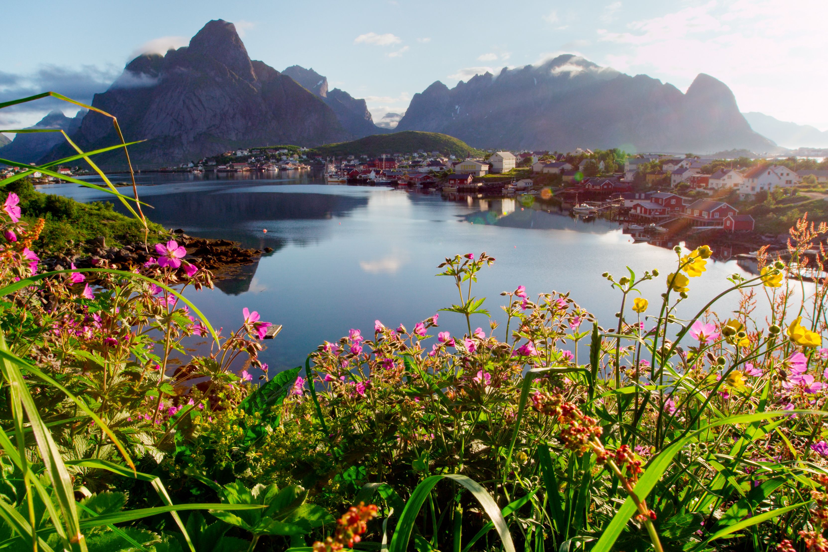 Blumen in der Natur bei Reine auf den Lofoten in Norwegen