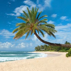 Unberührter Sandstrand mit Palmen auf Hawaii