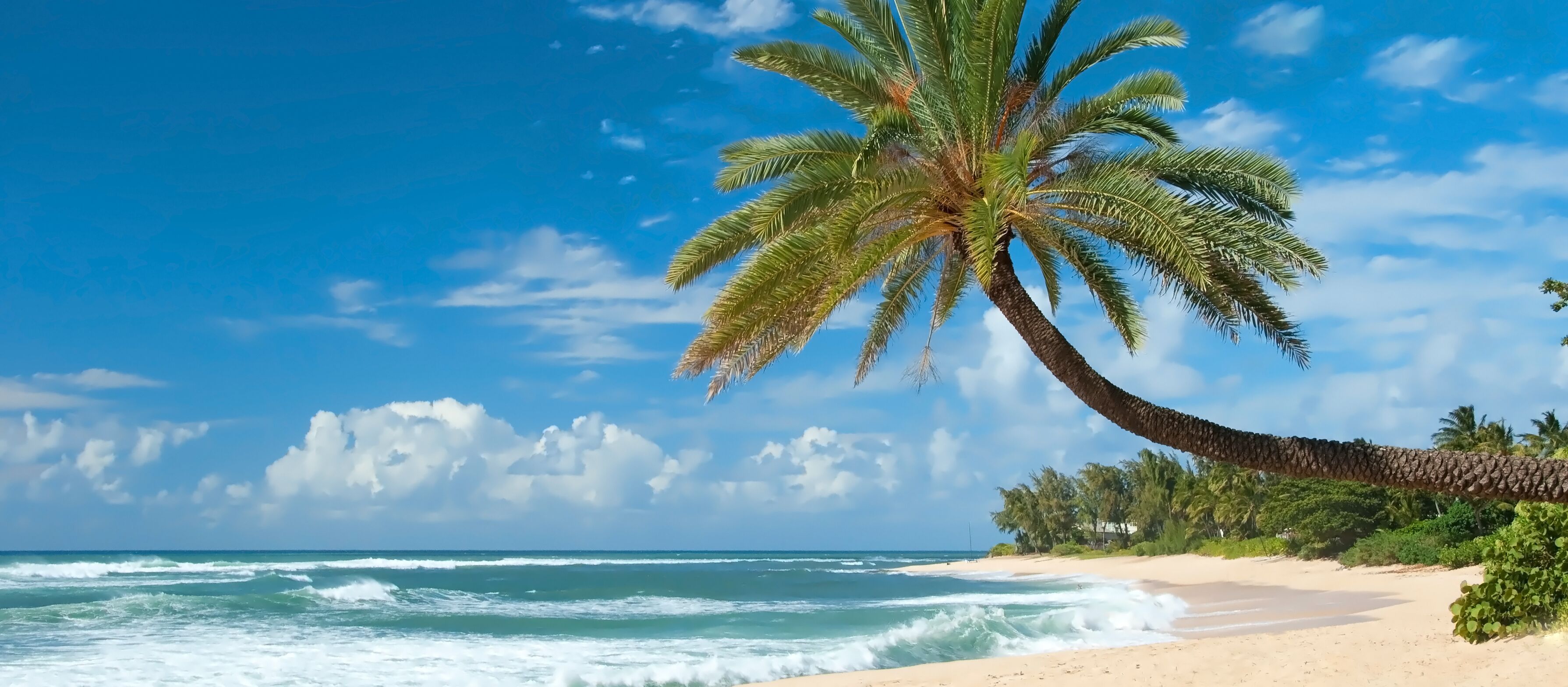 Unberührter Sandstrand mit Palmen auf Hawaii