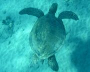 regionen/hawaii/allgemein/schildkroete3.cr2500x1095-0x510 regionen/hawaii/allgemein/schildkroete3.cr2500x1095-0x510